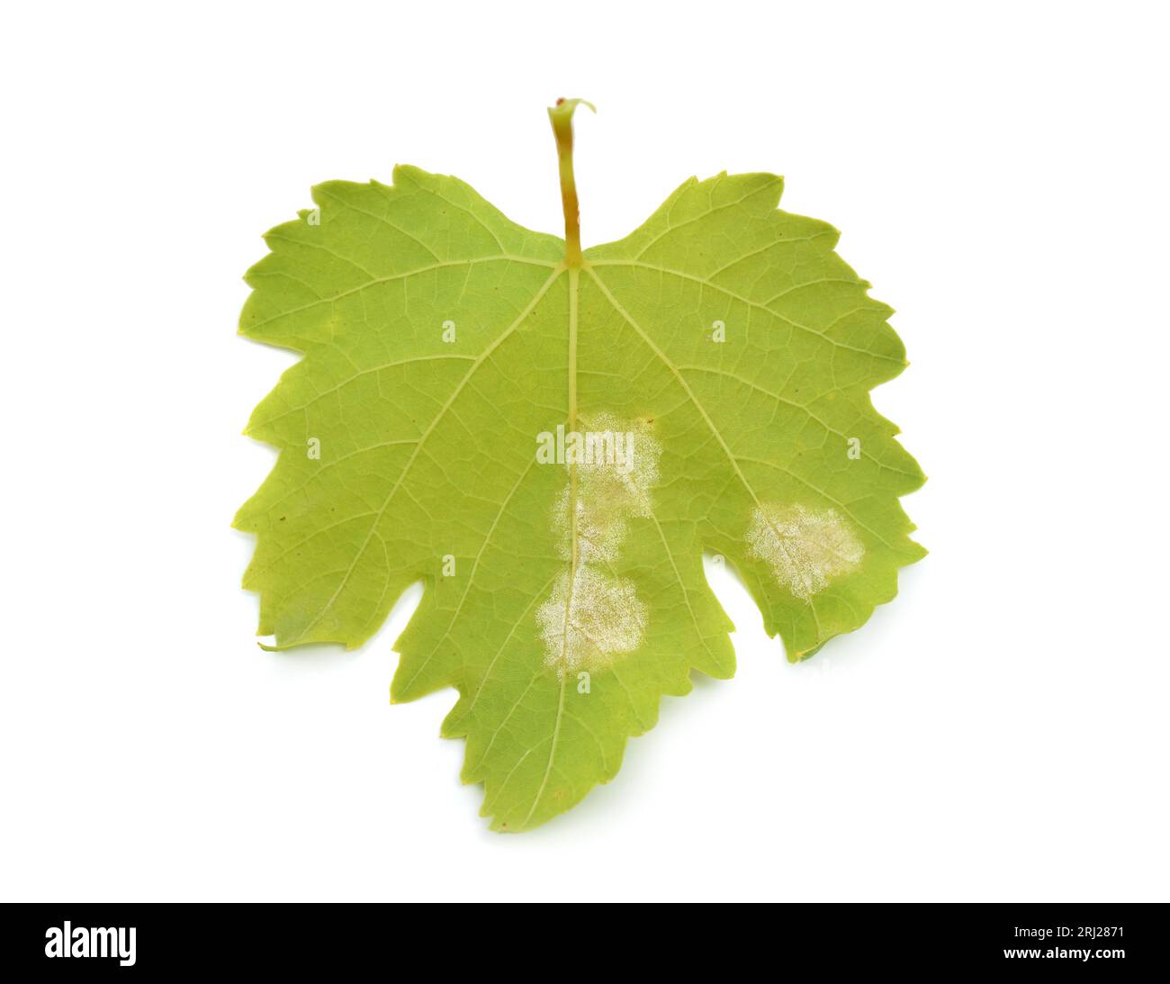 Downy mildew on a grape leaf. Isolated on white background Stock Photo