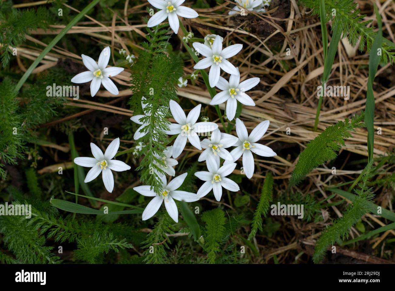 Bright white Ornithogalum Star of Bethlehem flowers in spring garden close-up top view Stock Photo