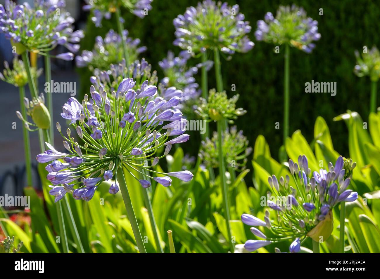 Purple flowers of common Agapanthus (Agapanthus praecox) next to a fountain in a park in Granada (Spain) Stock Photo