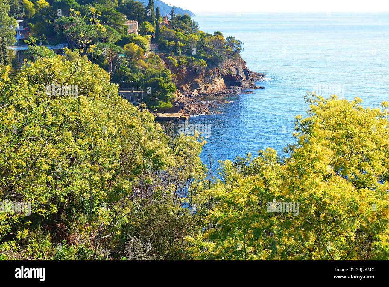 Mimosa in bloom on the medierranean sea. Stock Photo