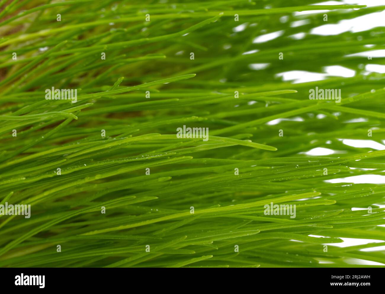 green grass isolated on white background Stock Photo - Alamy