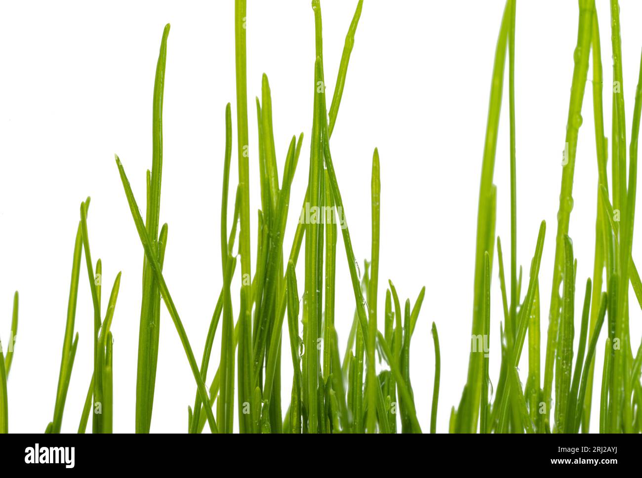 green grass isolated on white background Stock Photo - Alamy