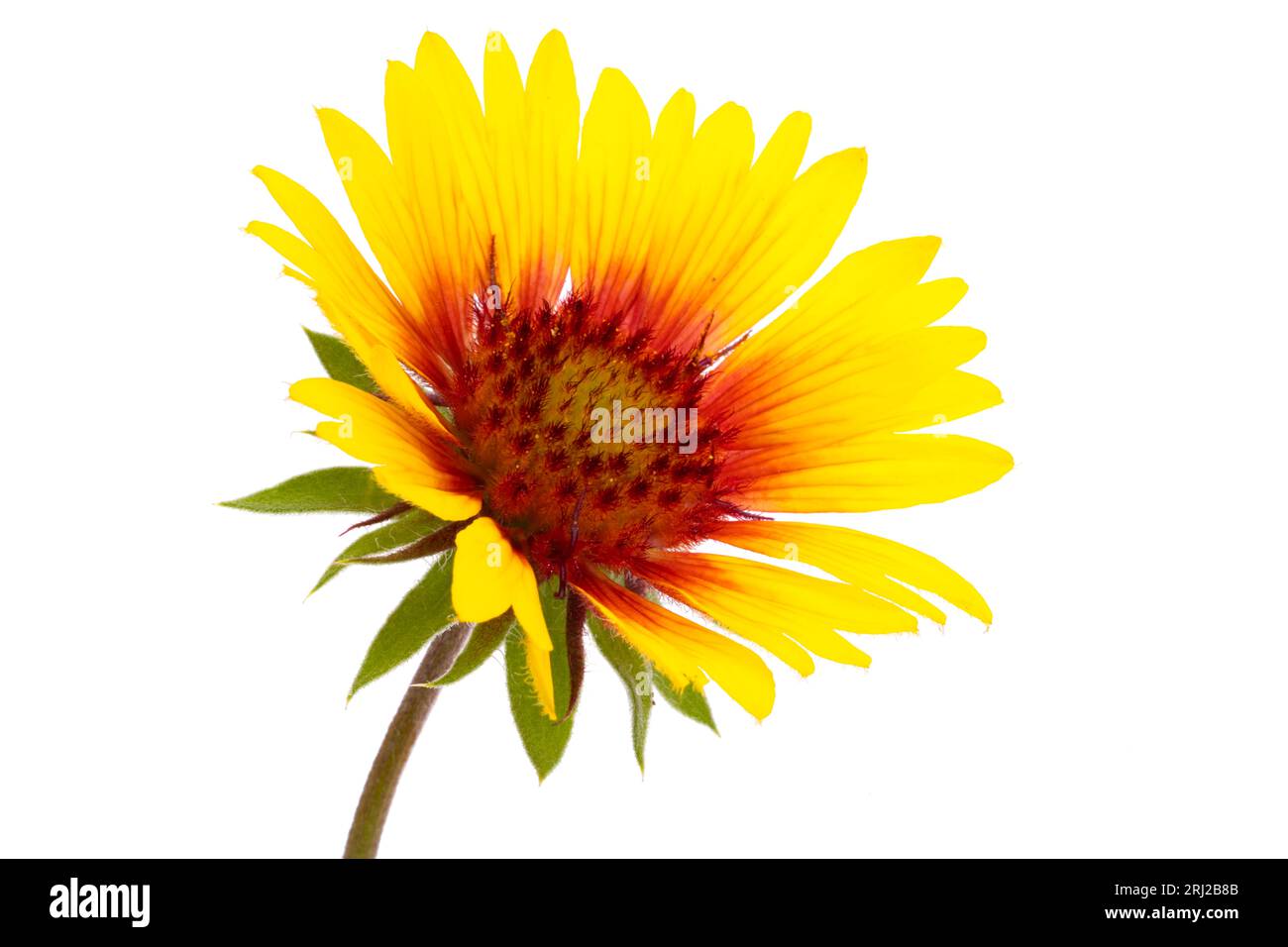 Gaillardia flower isolated on white background Stock Photo Alamy