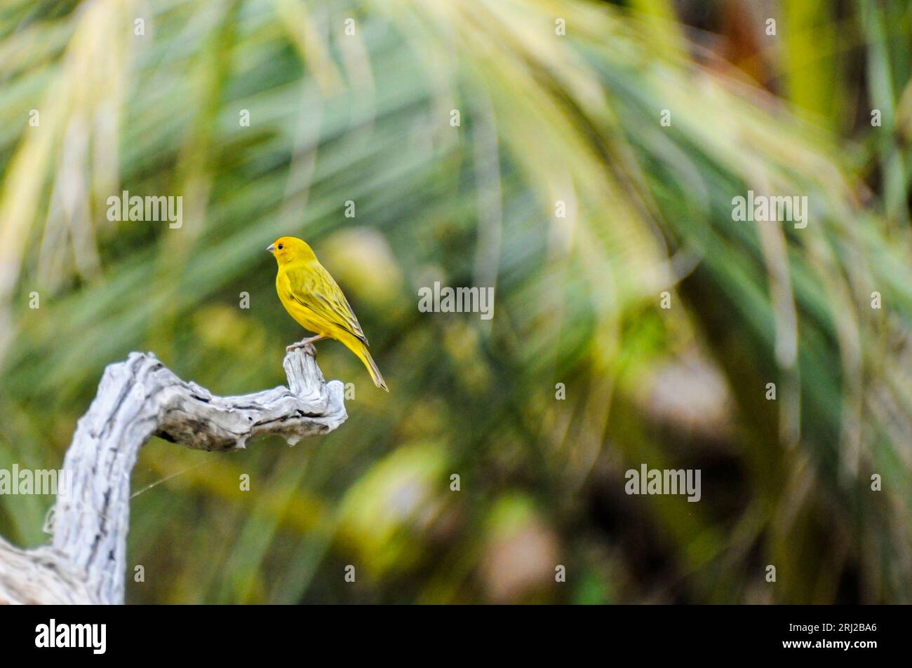 Saffron Finch, Sicalis flaveola,  perched on a branch in the Pantanal, Mato Grosso, Brazil Stock Photo