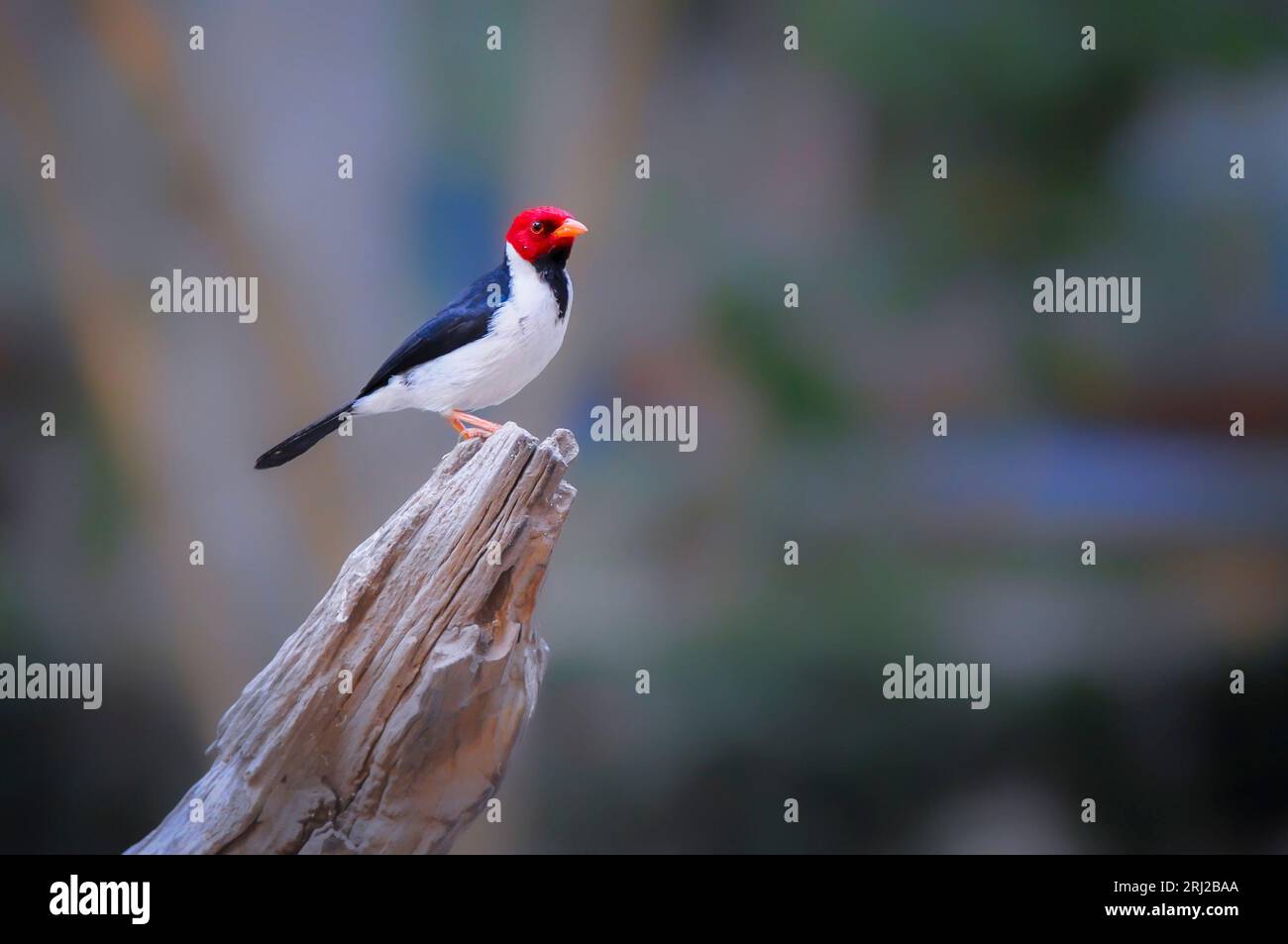 Yellow-billed Cardinal, Paroaria capitata, perched on a branch in the Pantanal, Mato Grosso, Brazil Stock Photo