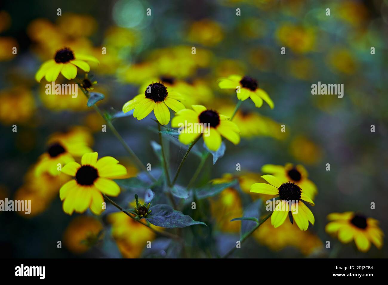 Romantic flowers Rudbeckia triloba with blurred background. Brown eyed Susan flowers. Stock Photo