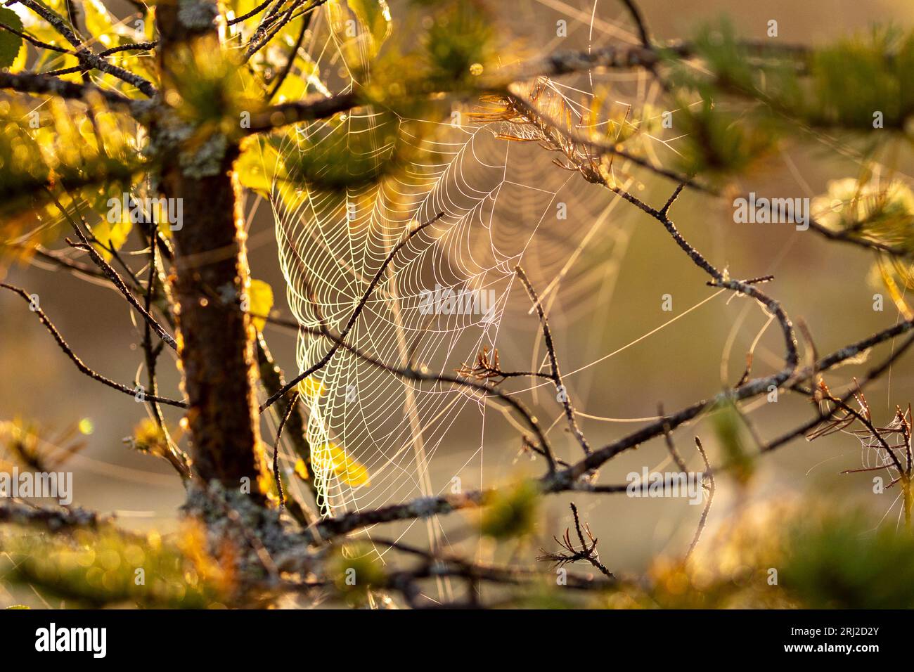 The spider is a master at catching prey in its web, large and small