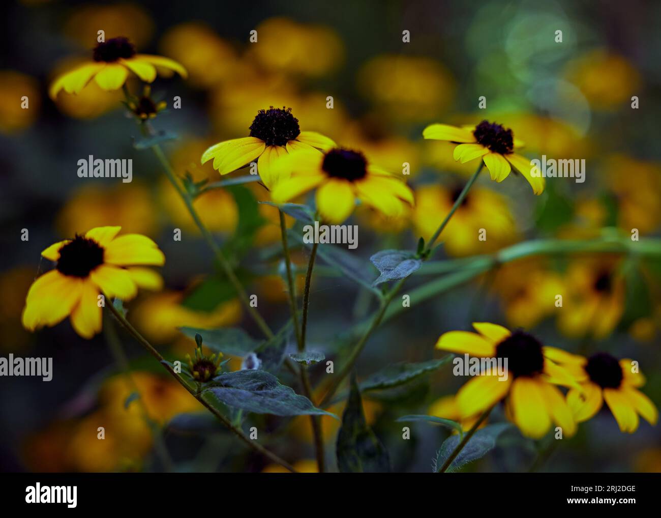 Clouse- up photo with Rudbeckia triloba with blurred background. Brown eyed Susan flowers. Stock Photo