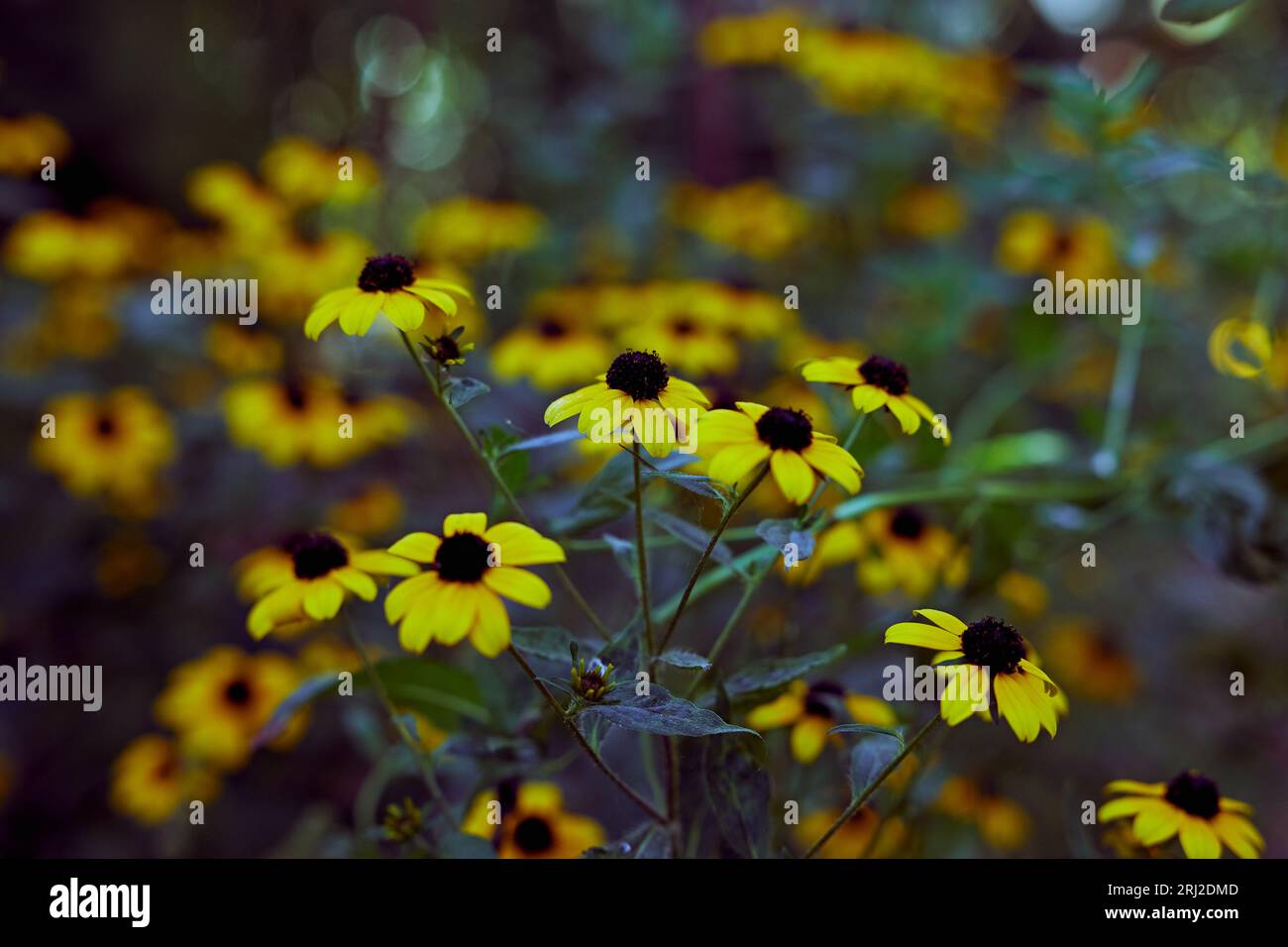 Flowers Rudbeckia triloba with blurred background. Brown eyed Susan flowers. Stock Photo