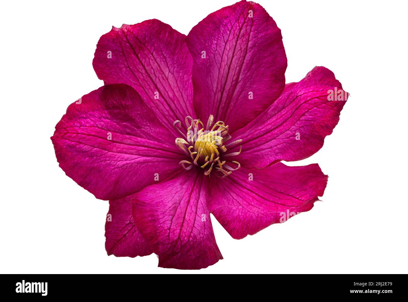 clematis flower isolated on white background Stock Photo