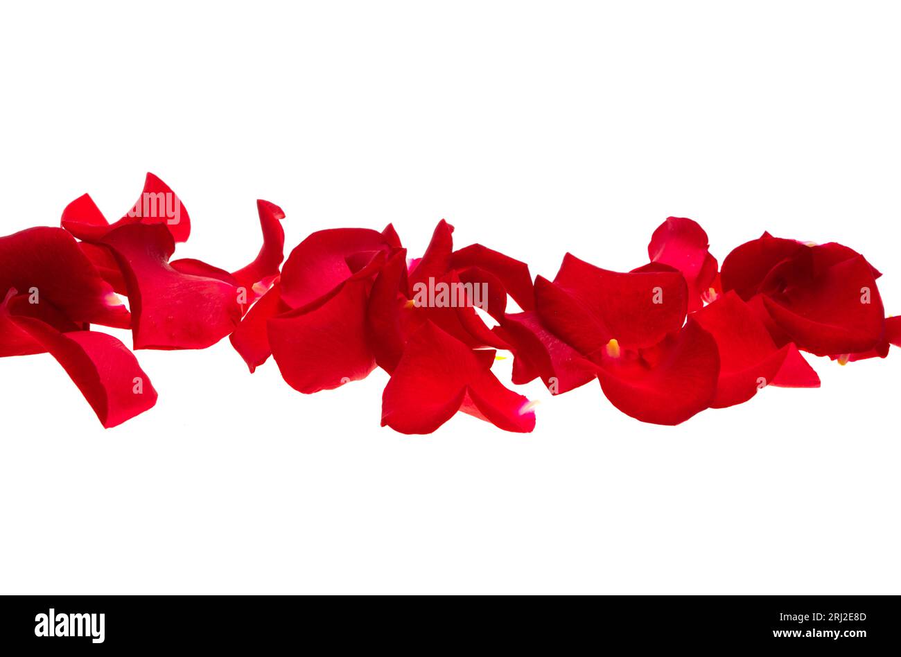 red rose petals isolated on white background Stock Photo - Alamy