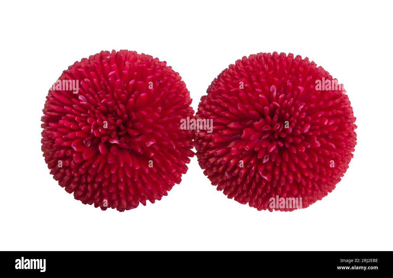 daisy flowers isolated on white background Stock Photo - Alamy