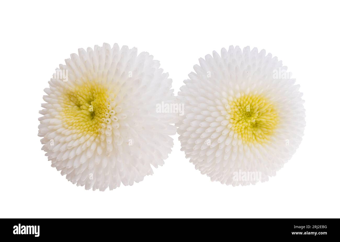 daisy flowers isolated on white background Stock Photo - Alamy