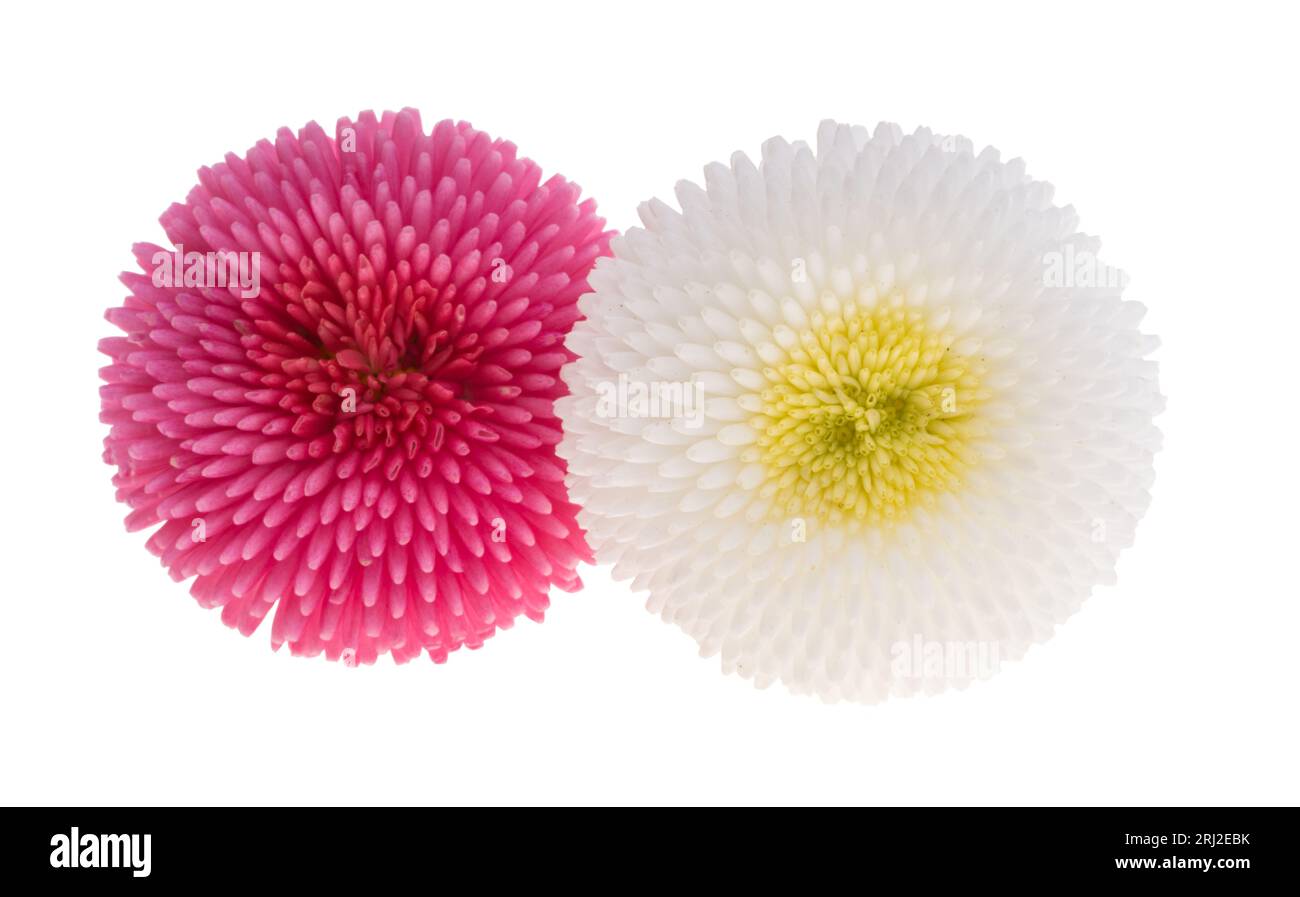 daisy flowers isolated on white background Stock Photo - Alamy