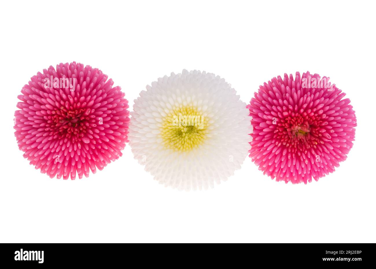 daisy flowers isolated on white background Stock Photo - Alamy