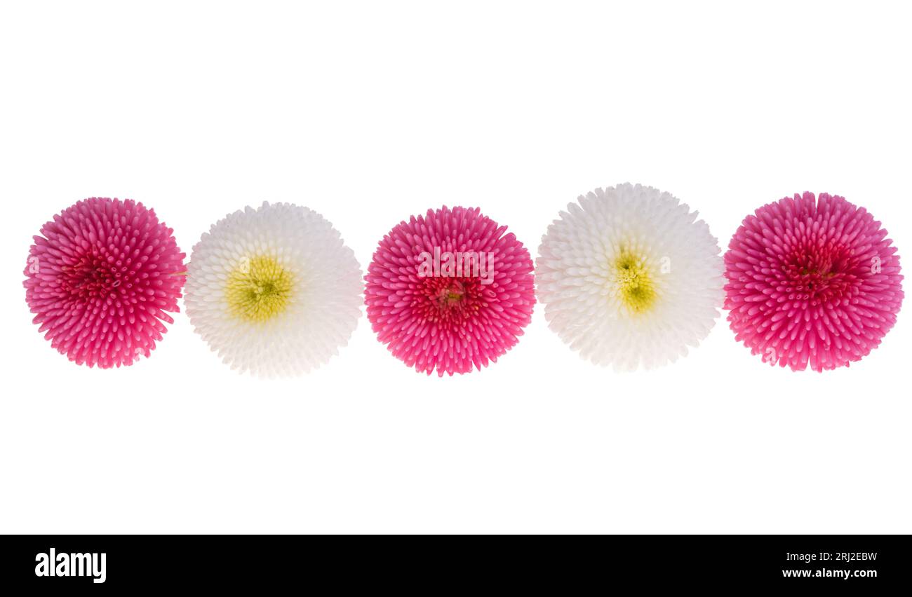 daisy flowers isolated on white background Stock Photo - Alamy