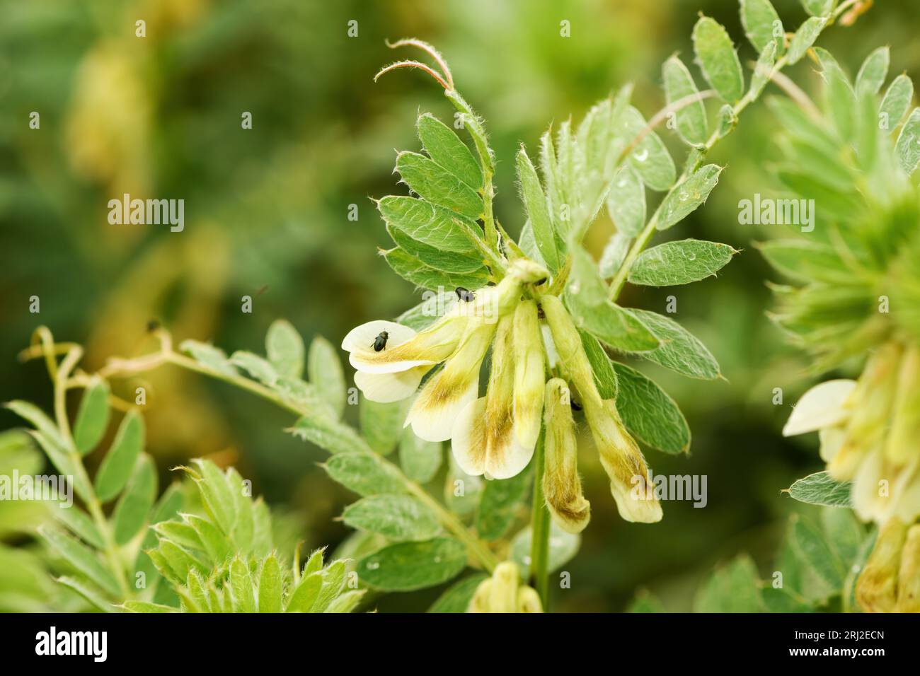 Closeup of hungarian vetch crops in field, selective focus Stock Photo