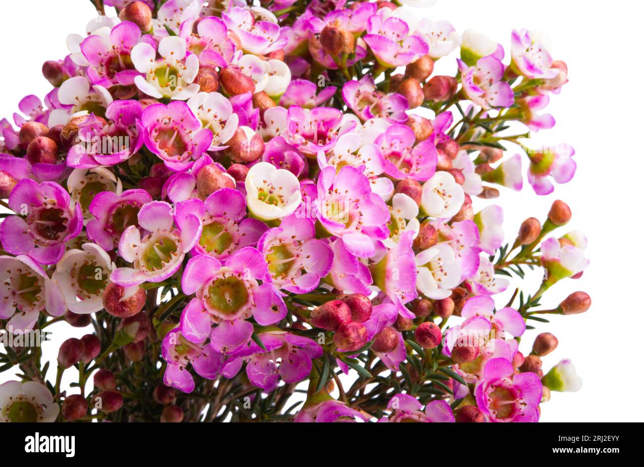 myrtle flowers isolated on white background Stock Photo