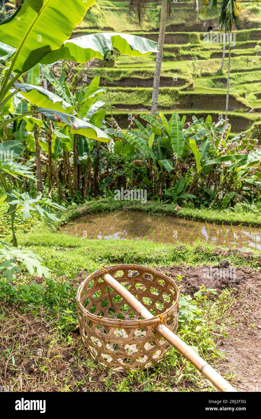 Beautiful rice terraces in Tegalalang village, Ubud, Bali, Indonesia ...