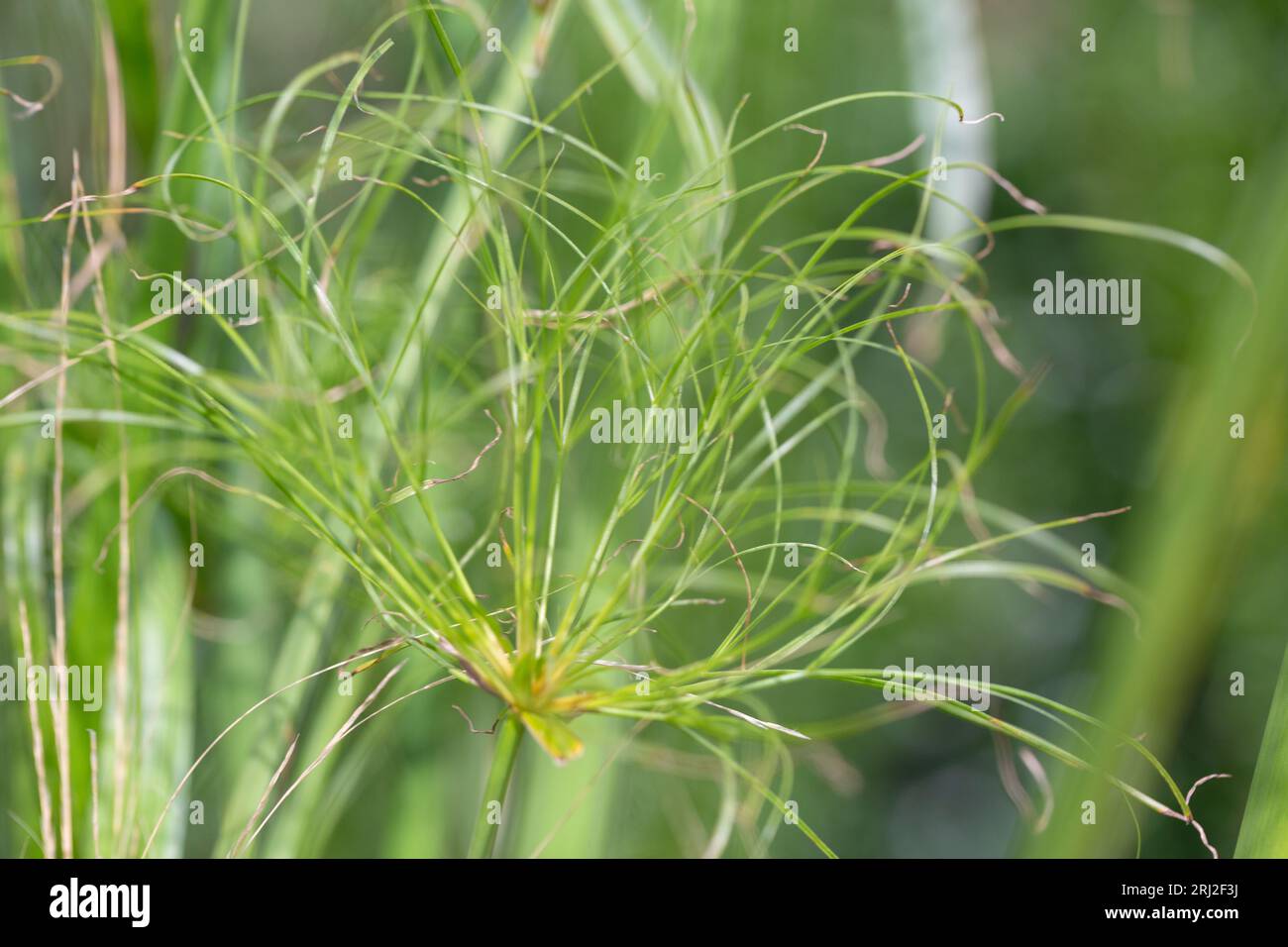 Whorling umbels of a growing Egyptian paper rush plant/ papyrus sedge, Cyperus papyrus. Stock Photo