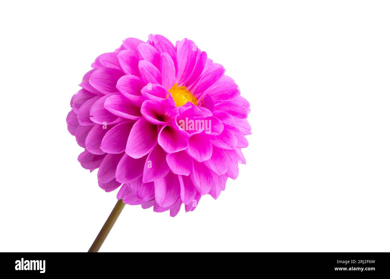 dahlia flower isolated on white background Stock Photo