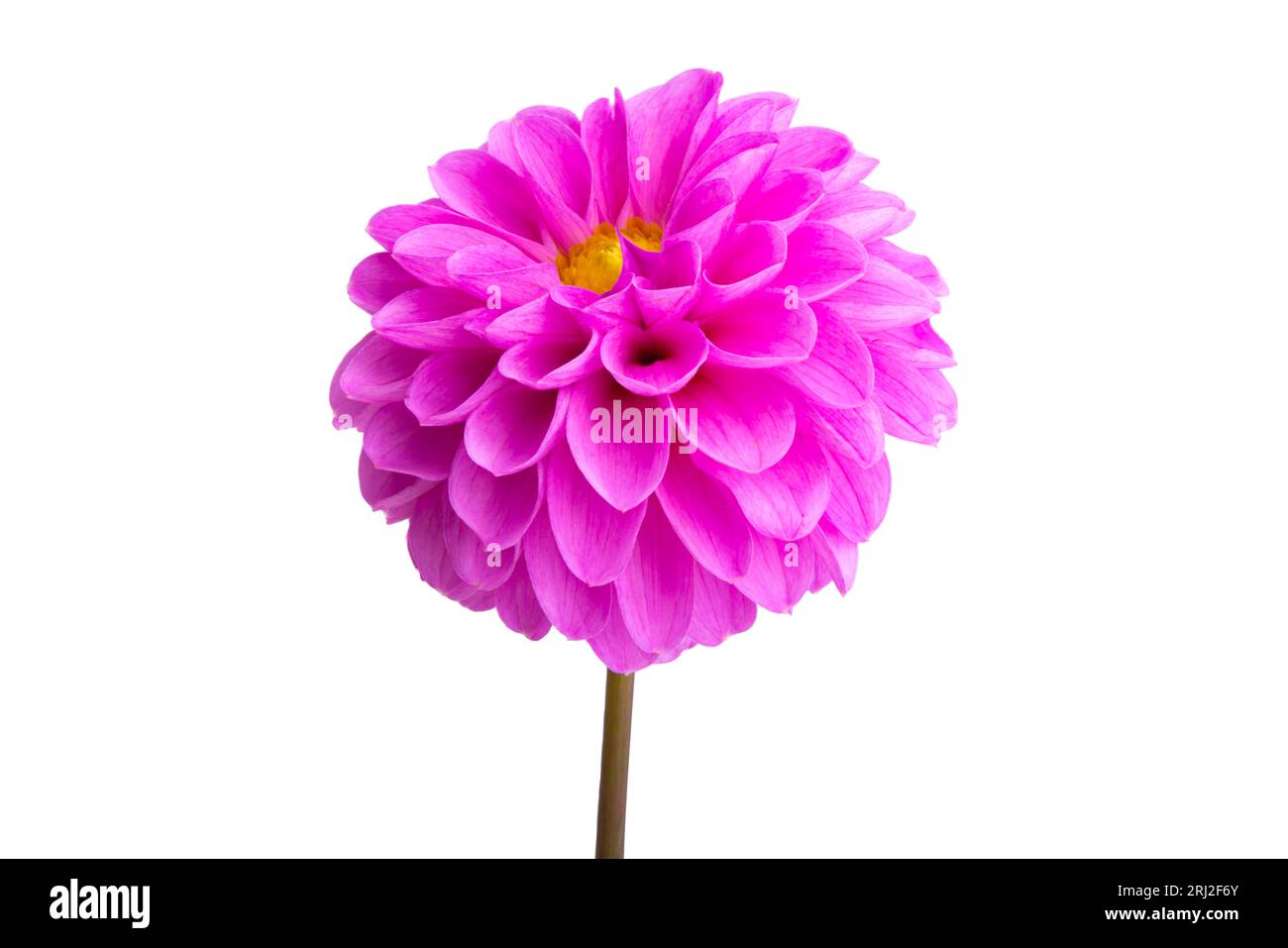 dahlia flower isolated on white background Stock Photo - Alamy