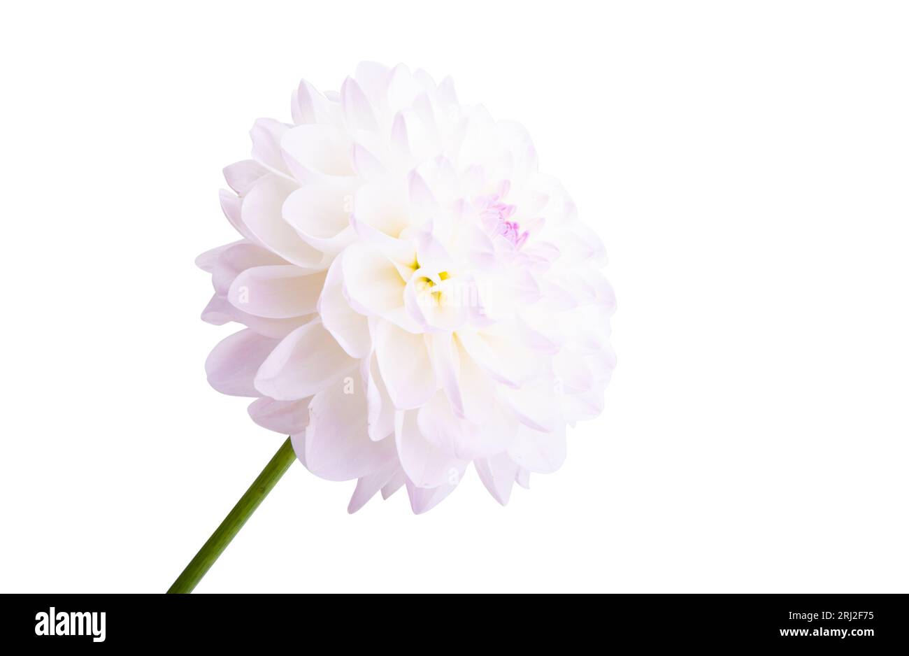 dahlia flower isolated on white background Stock Photo - Alamy