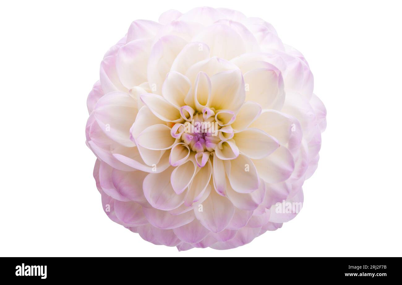 dahlia flower isolated on white background Stock Photo - Alamy