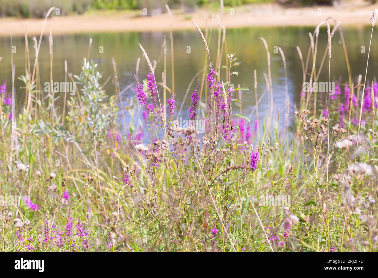 Essex wildflowers growing in hi-res stock photography and images - Alamy