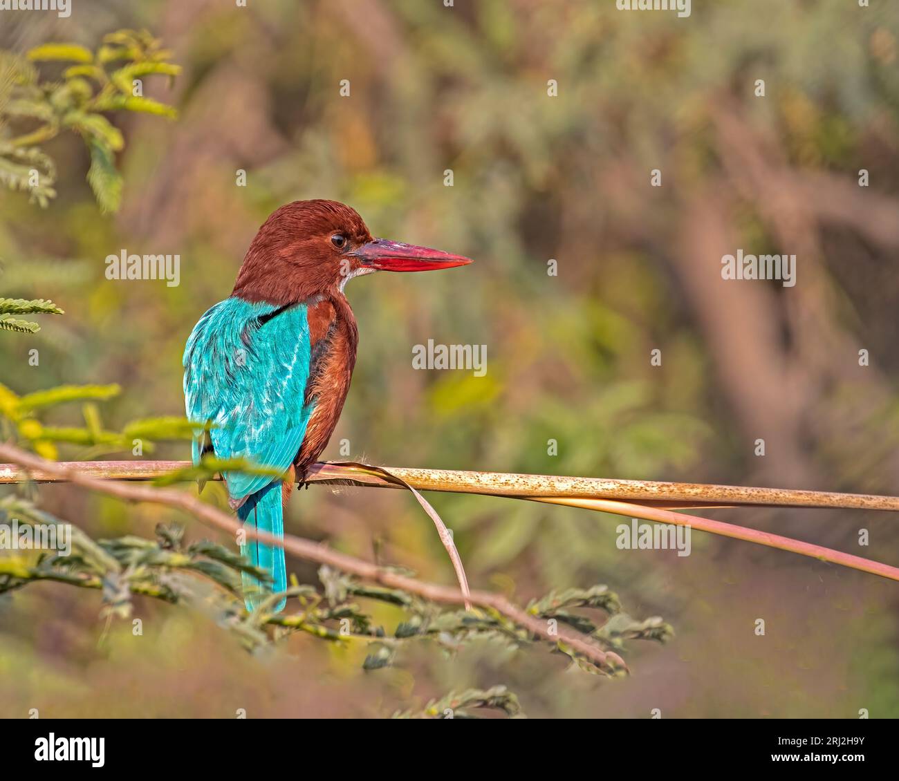 A White throated kingfisher perching on a tree Stock Photo