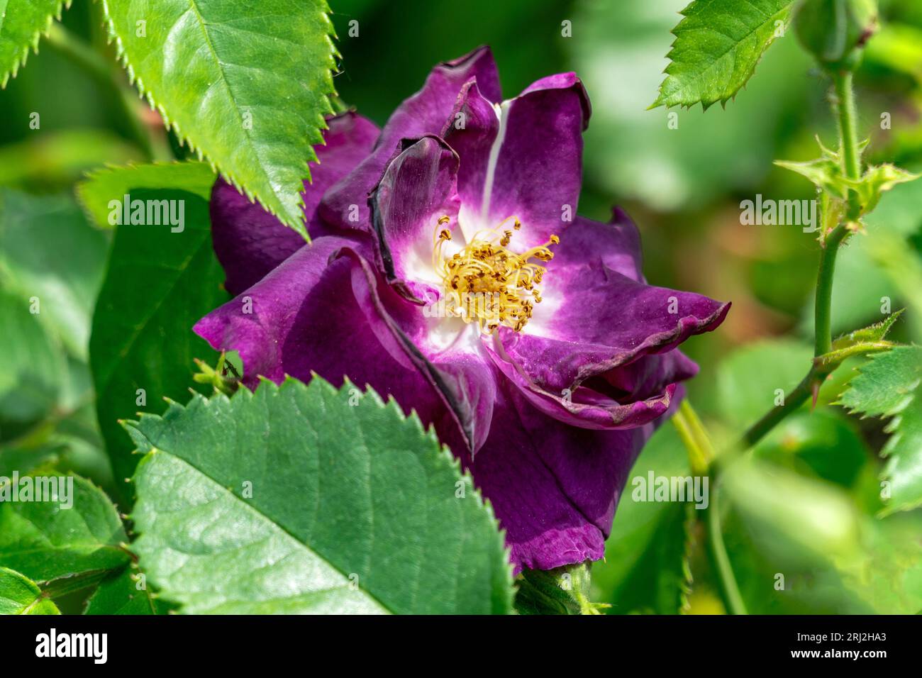 Blooming Rhapsody in BLue rose Stock Photo