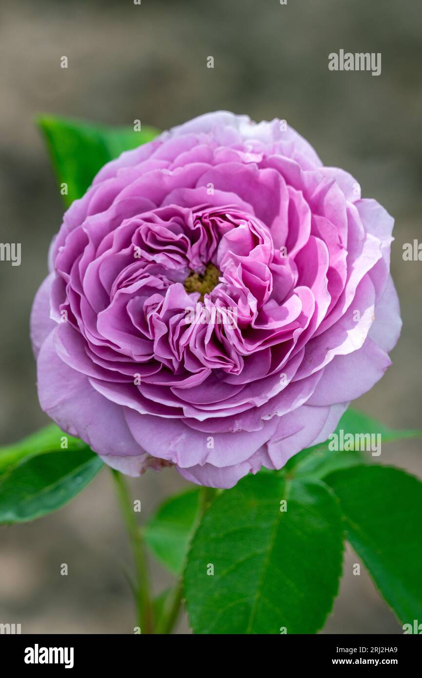Blooming lavender ice rose Stock Photo