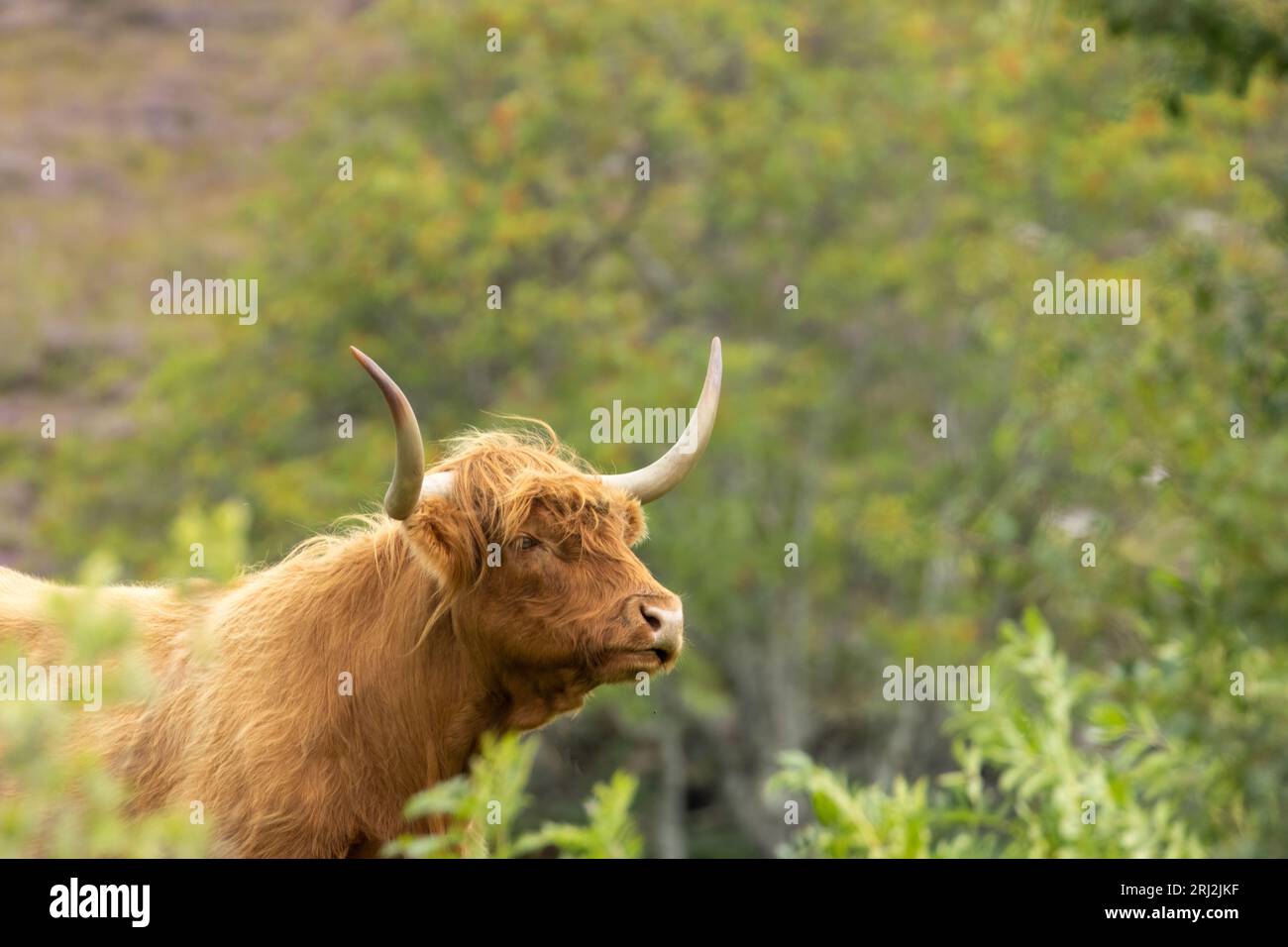 Cow with big horns hi-res stock photography and images - Alamy
