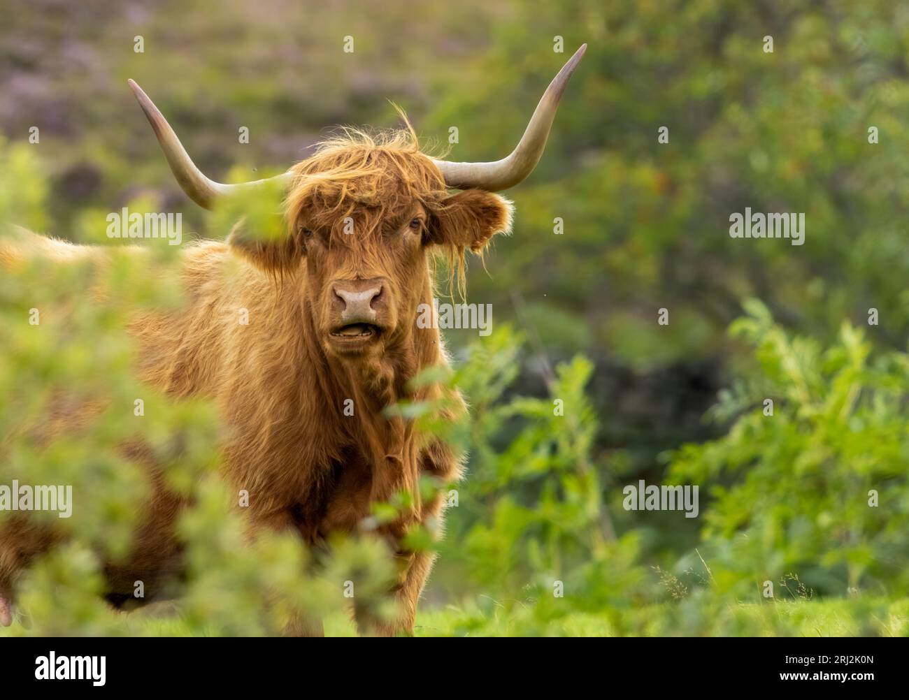 Beautiful hairy brown highland cow with big horns in such green ...