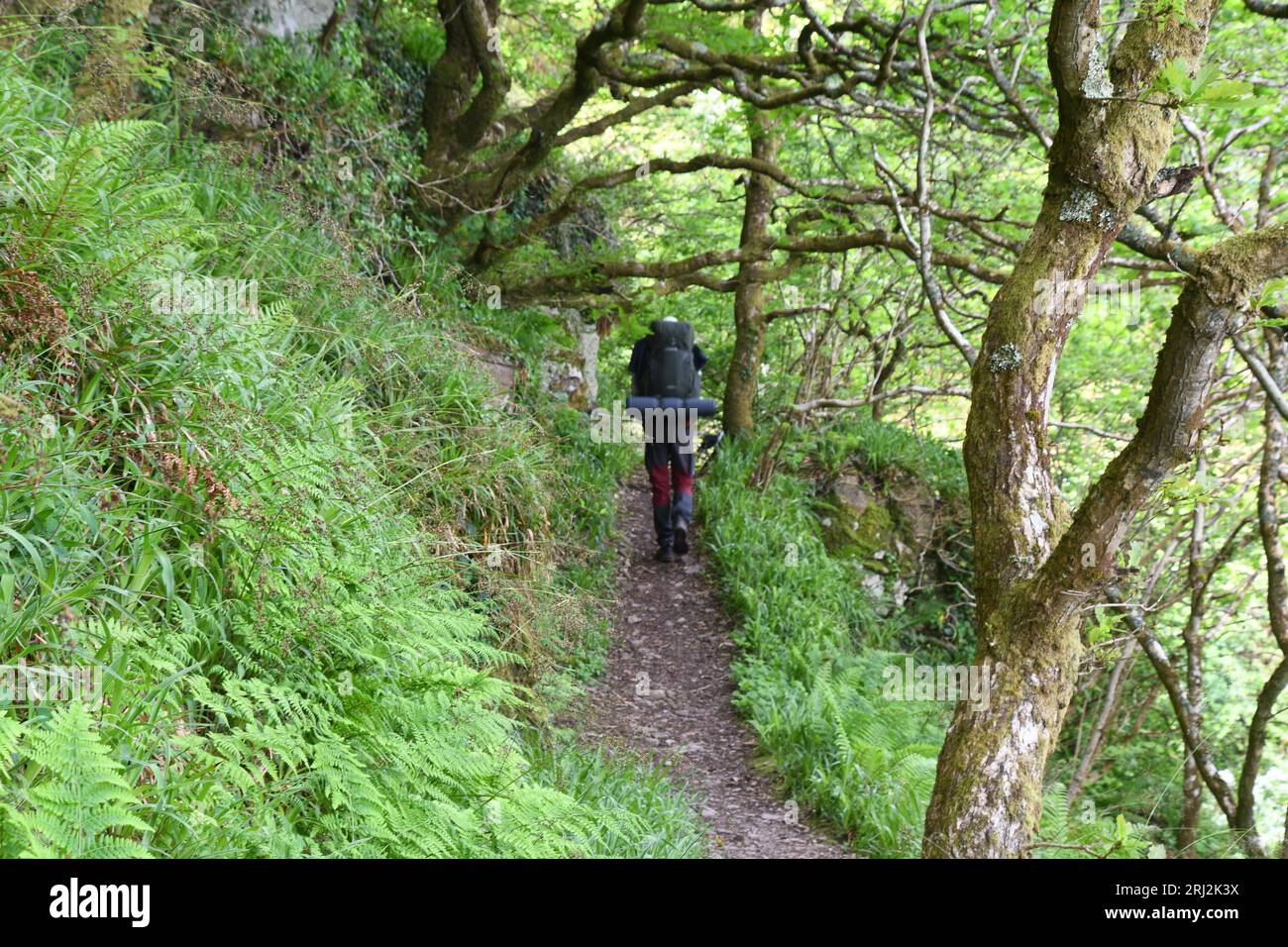 A hiker walking along the South West Coast path through the sessile oak 'Quercus petraea'  woods  on the steeply sloping cliff between Woody bay and H Stock Photo