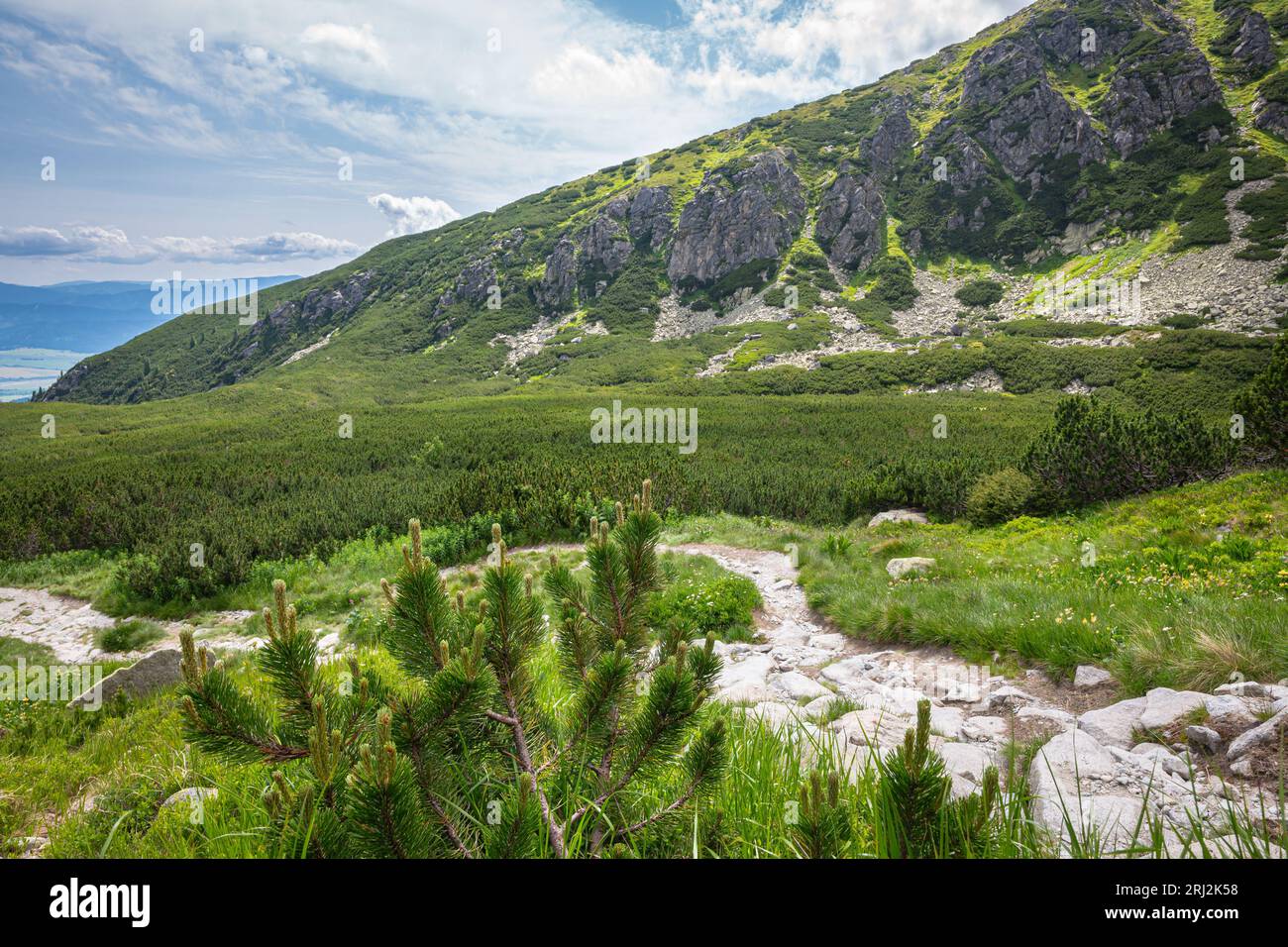 Landscape view of a forest of low pine woodland (Pinus mugo) on the slopes of the High Tatras, Slovakia Stock Photo