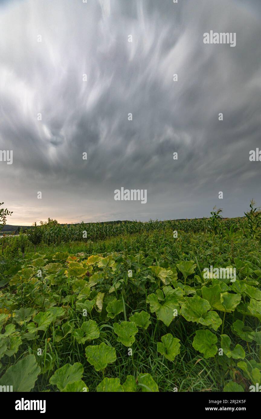 Dramatic sky of an approaching thunderstorm over fields with pumpkins. Stock Photo
