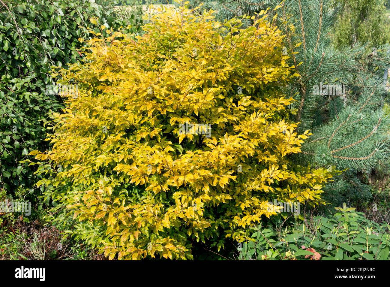 Orange, Foliage, European Beech, Fagus sylvatica 'Sandrode', Globe, Shaped, Tree in Garden Stock Photo