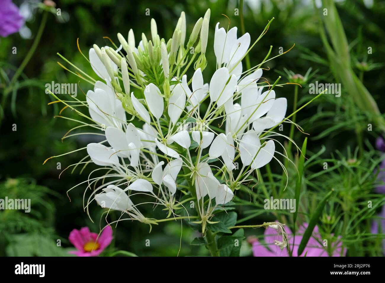 White Spider flower, a species of Tarenaya, in flower. Stock Photo