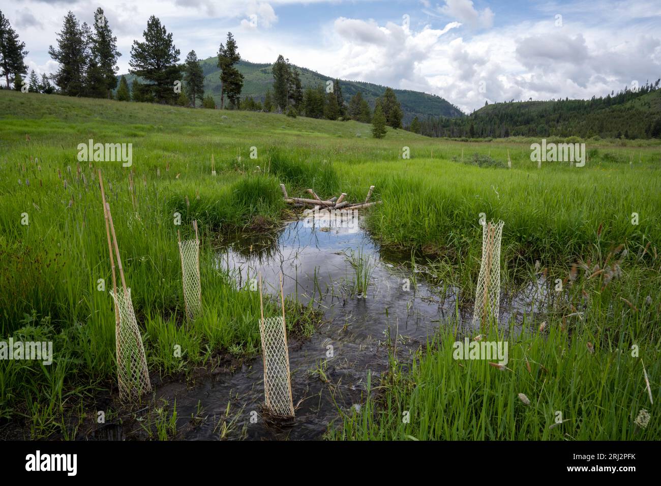 6/11/22.Wild Horse Creek, Montana.  Beaver dam analogs (BDA) & willow seedlings used to slow water flow of stream straightened for irrigation 100 yr. Stock Photo