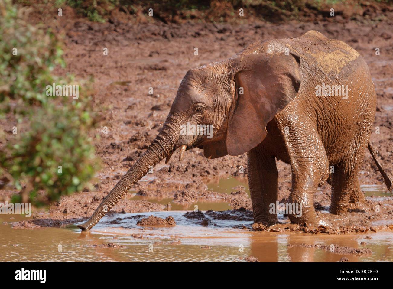 Calf of African elephant (Loxodonta africana) playing in the dirt, Tsavo East National Park, Kenya. Stock Photo