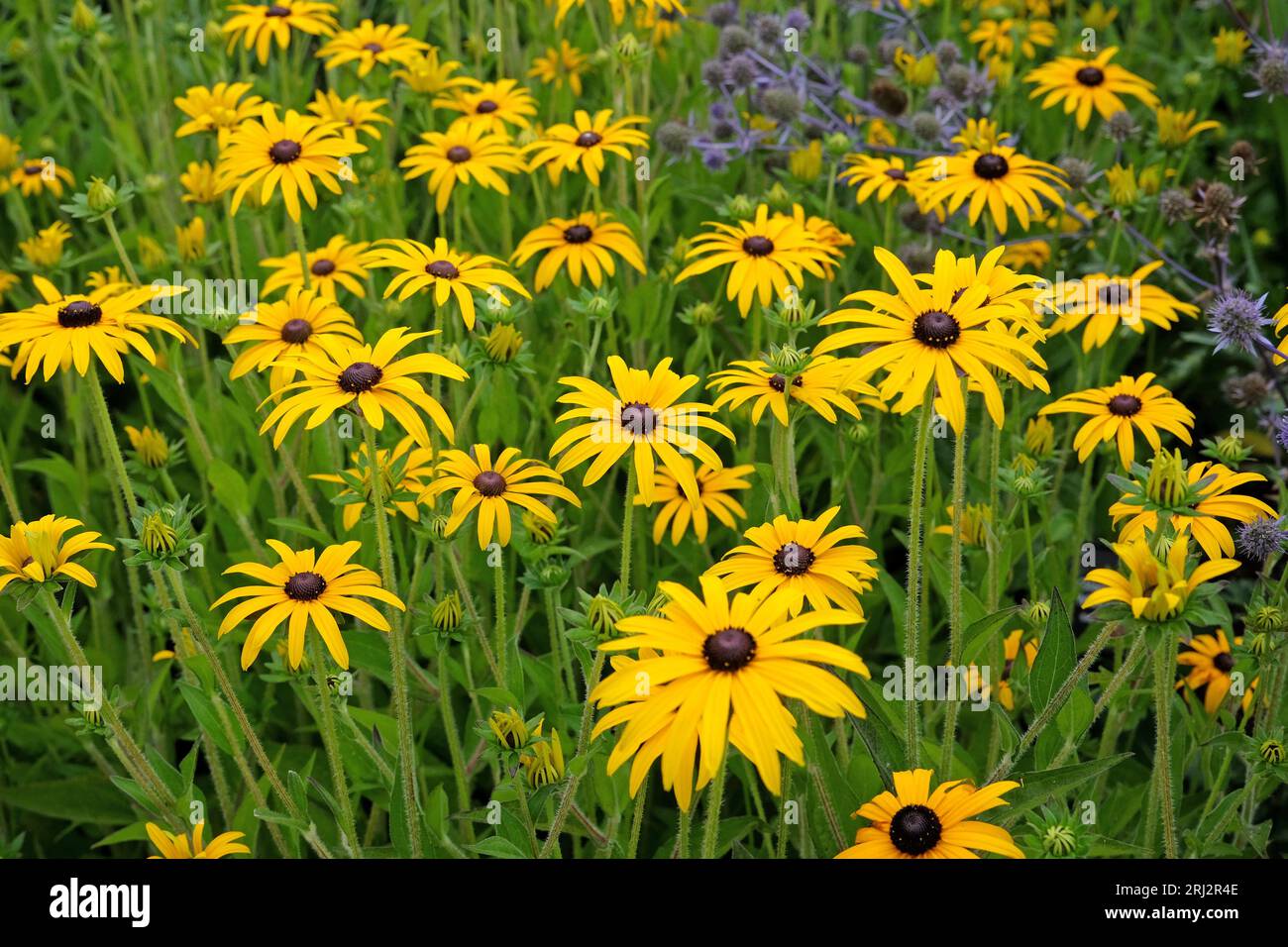 Rudbeckia fulgida, commonly known as Deam's coneflower or Black Eyed Susan, in flower. Stock Photo