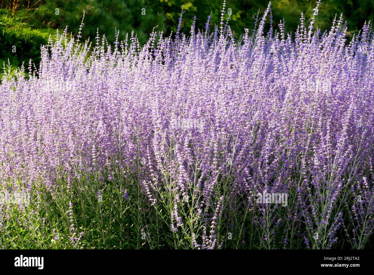 Salvia yangii, Russian Sage, Perovskia atriplicifolia, Garden, Purple, Edging, Border, Perennial, Plant Stock Photo