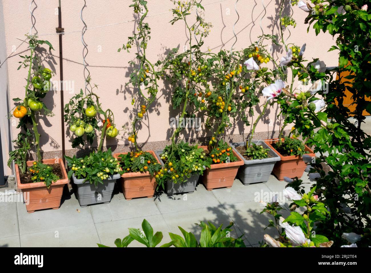 Tomatoes growing in pots, patio Stock Photo