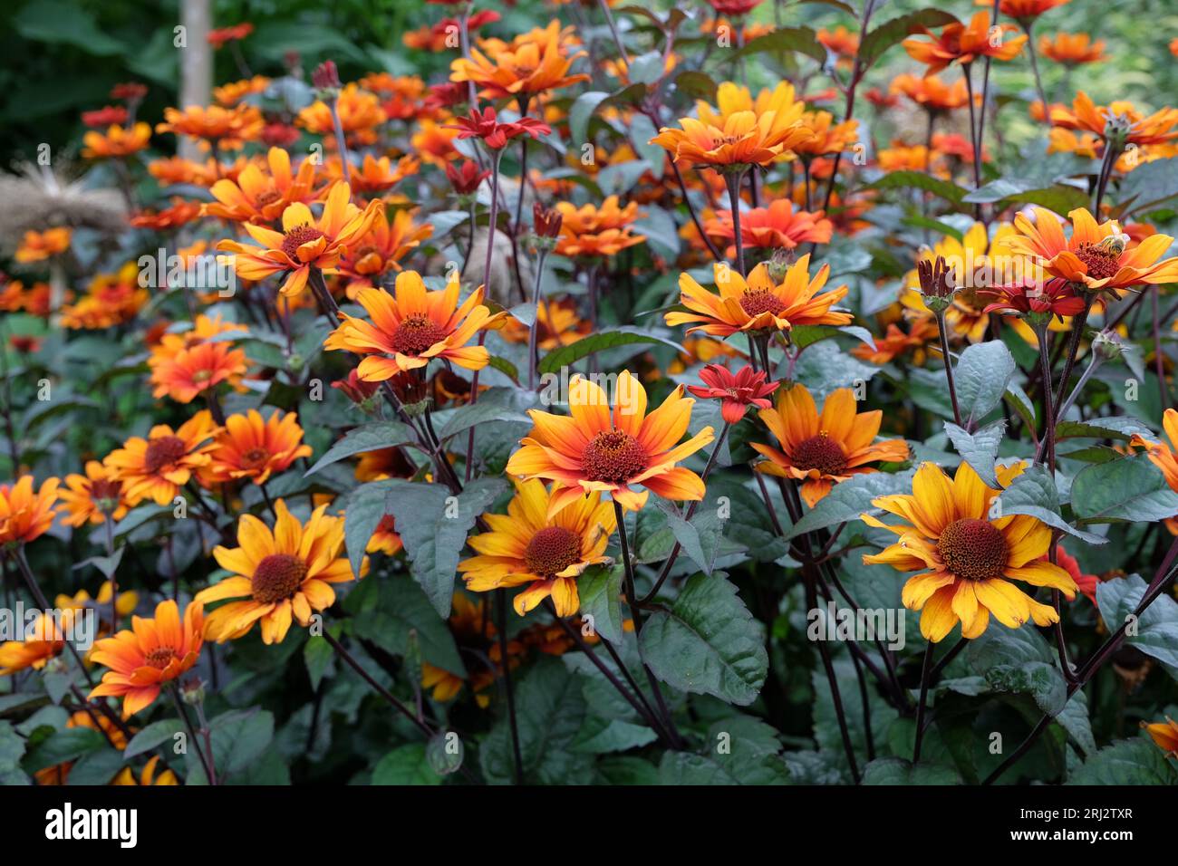 The red and orange false sunflower, Heliopsis helianthoides 'Bleeding Hearts' in bloom. Stock Photo