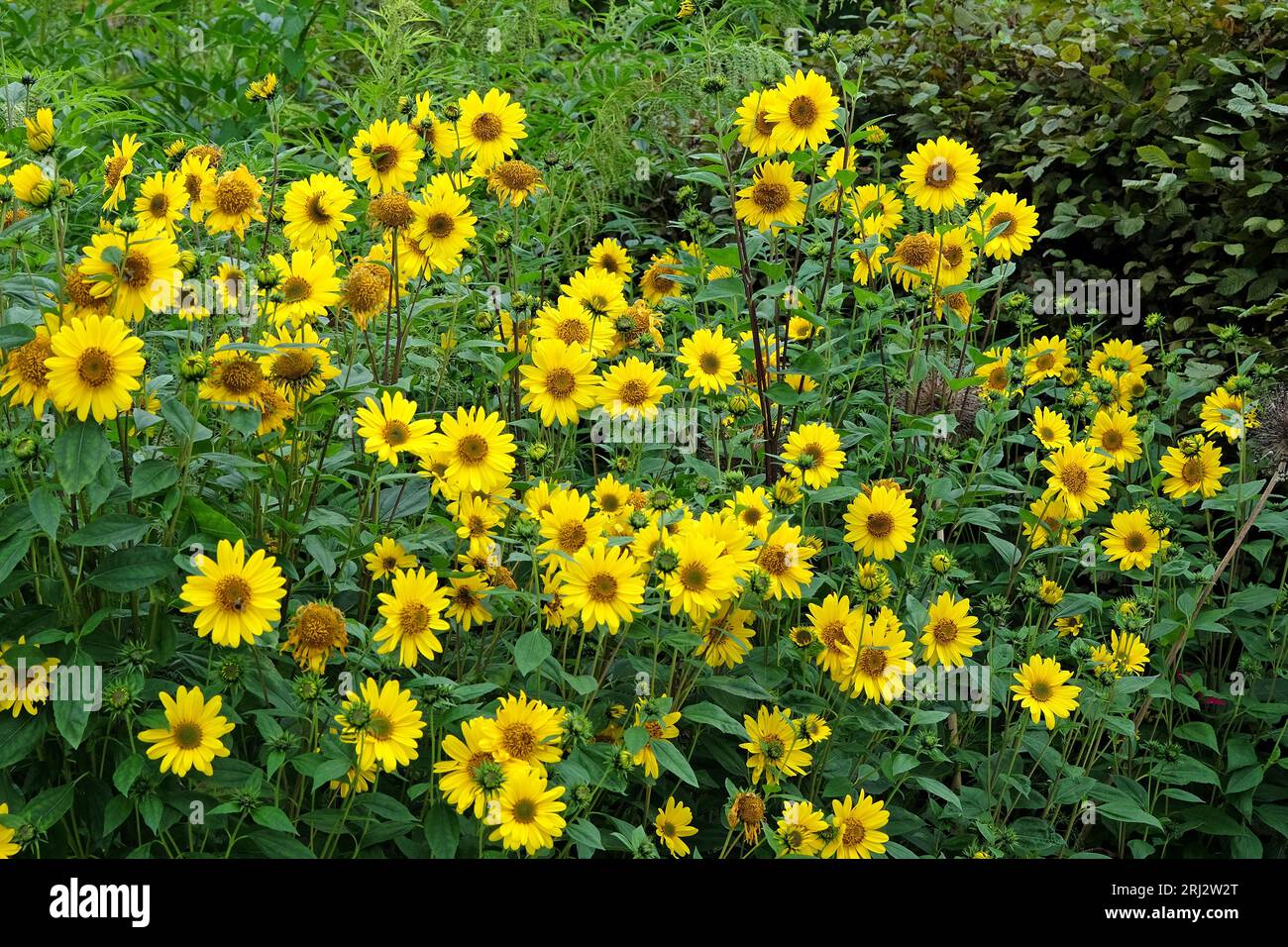 Yellow Heliopsis helianthoides, false sunflower, in bloom. Stock Photo