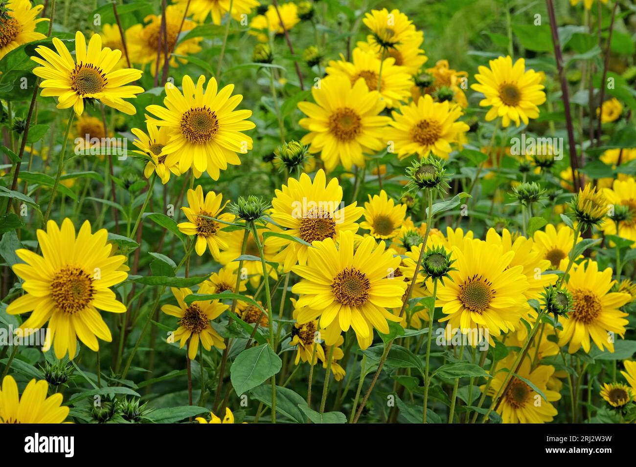 Yellow Heliopsis helianthoides, false sunflower, in bloom. Stock Photo