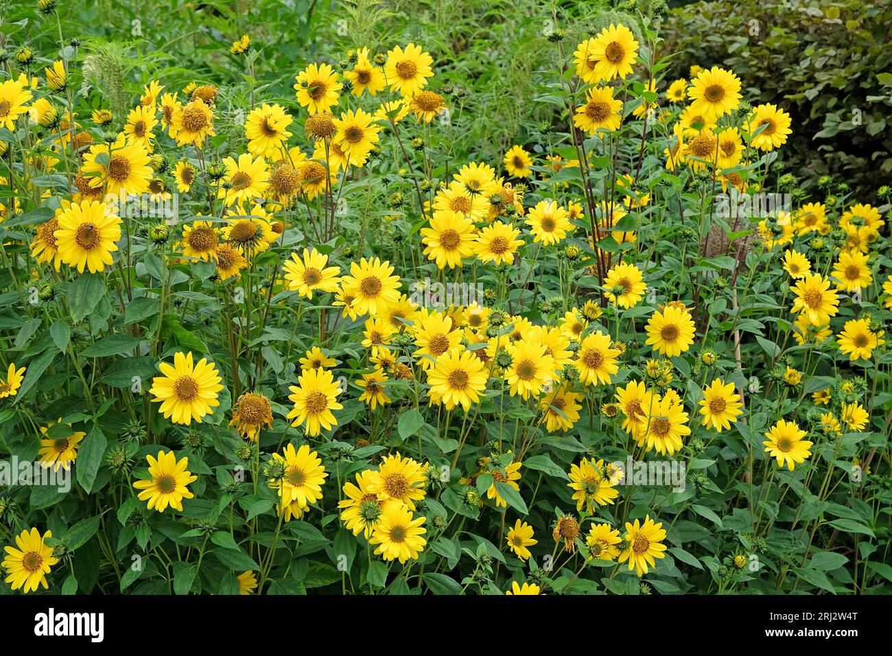 Yellow Heliopsis helianthoides, false sunflower, in bloom. Stock Photo