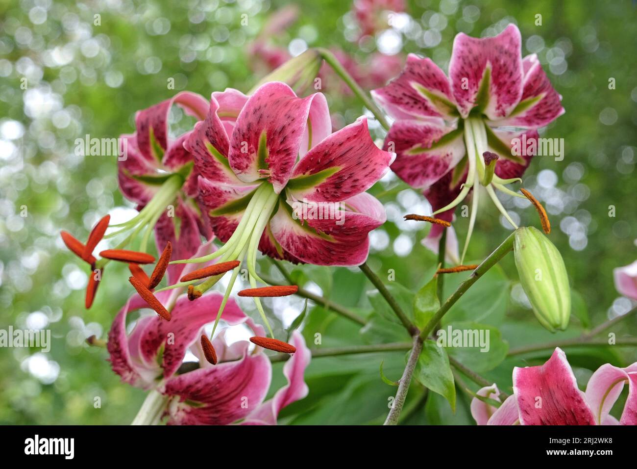 Pink turkscap lily,  Black Beauty, in flower. Stock Photo