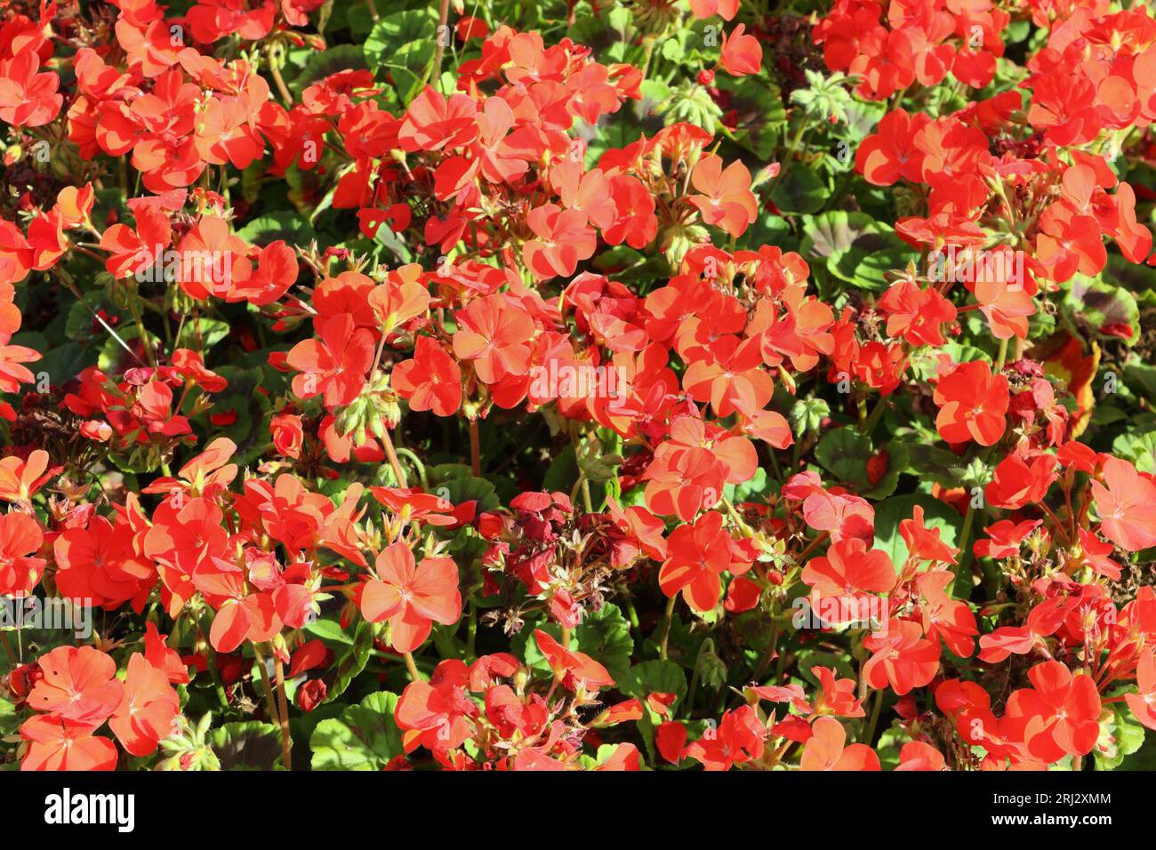 Bedding plants in flower display in public garden, summer flowers